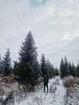 Крупномеры Ель тяньшань голубая сосна