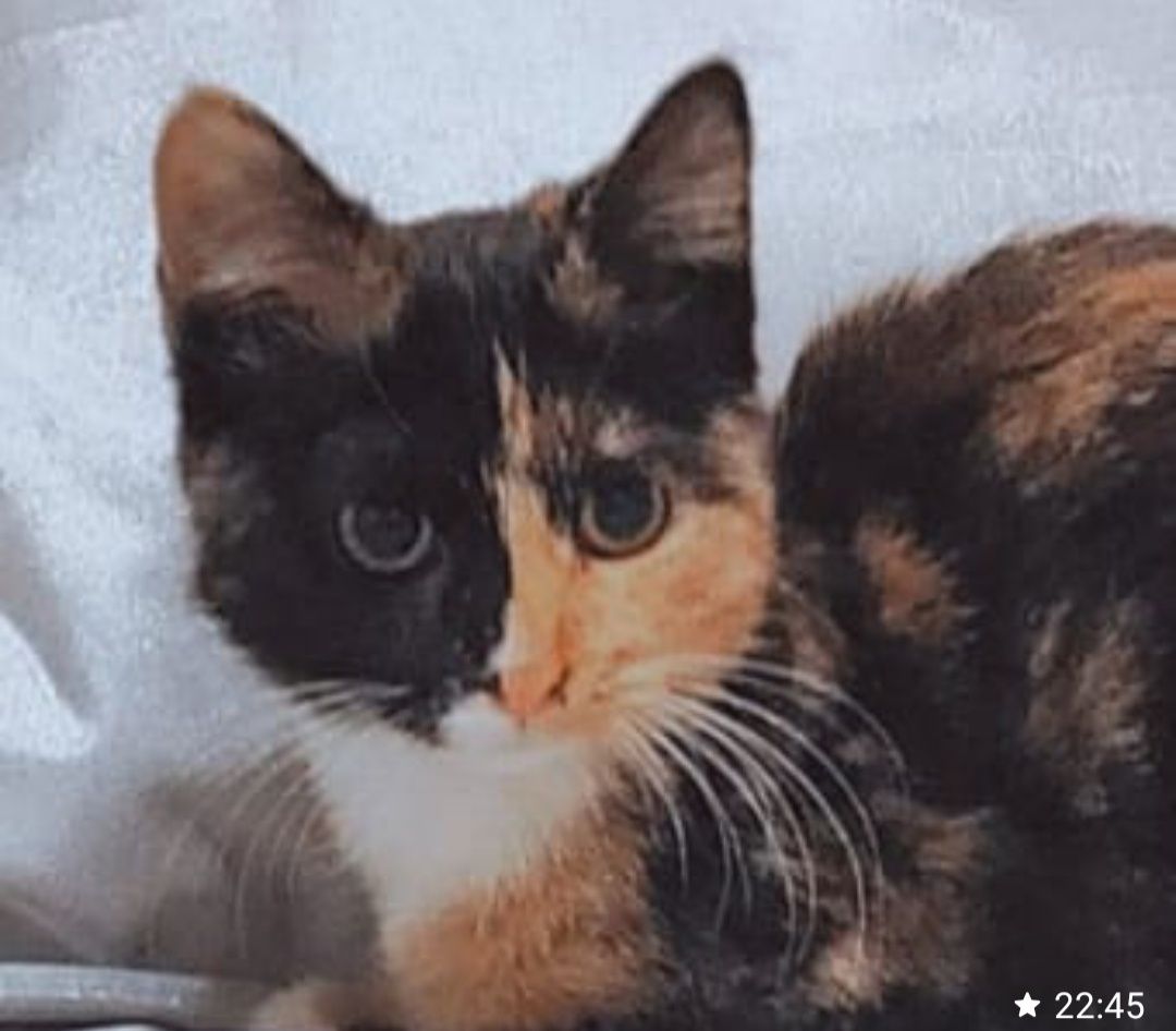 Котятки -котятушки-мальчики!!