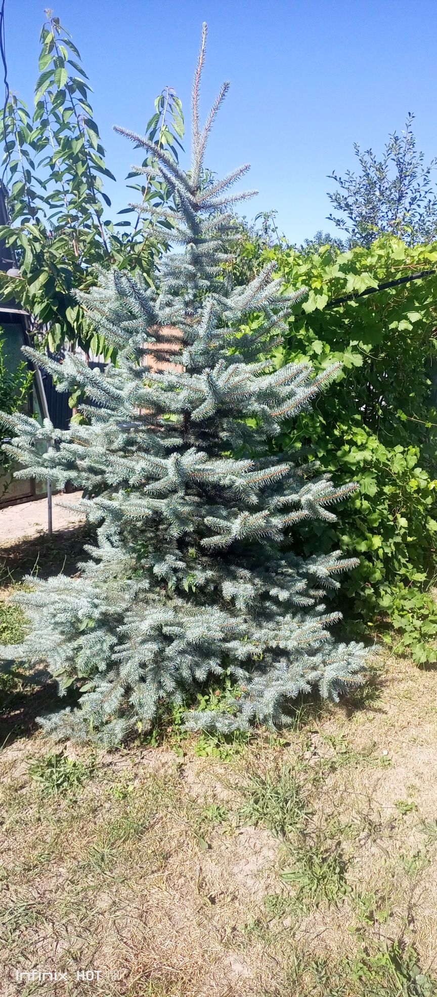 Продам ель голубая