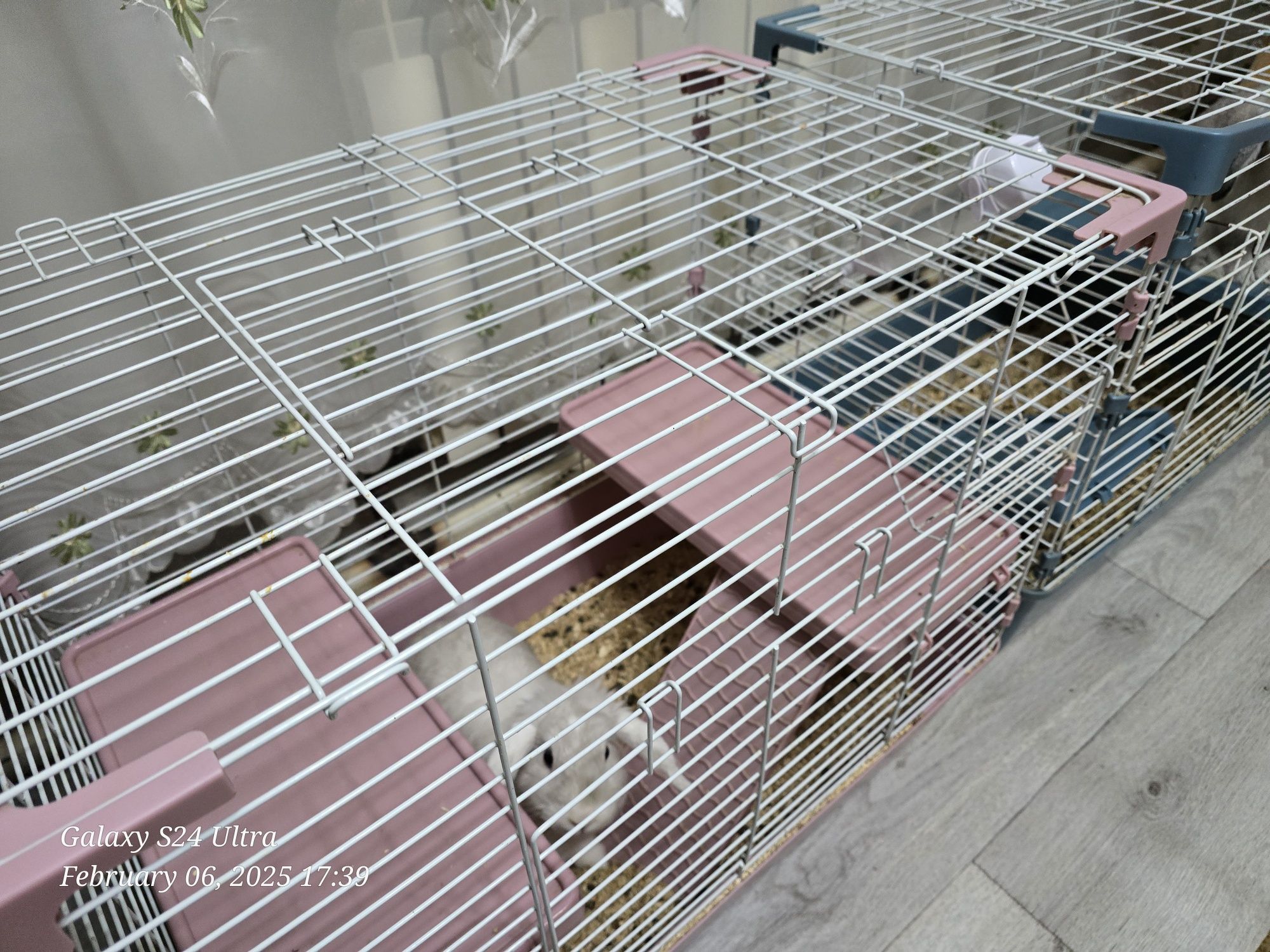 Продам декоративных кроликов с клетками.
