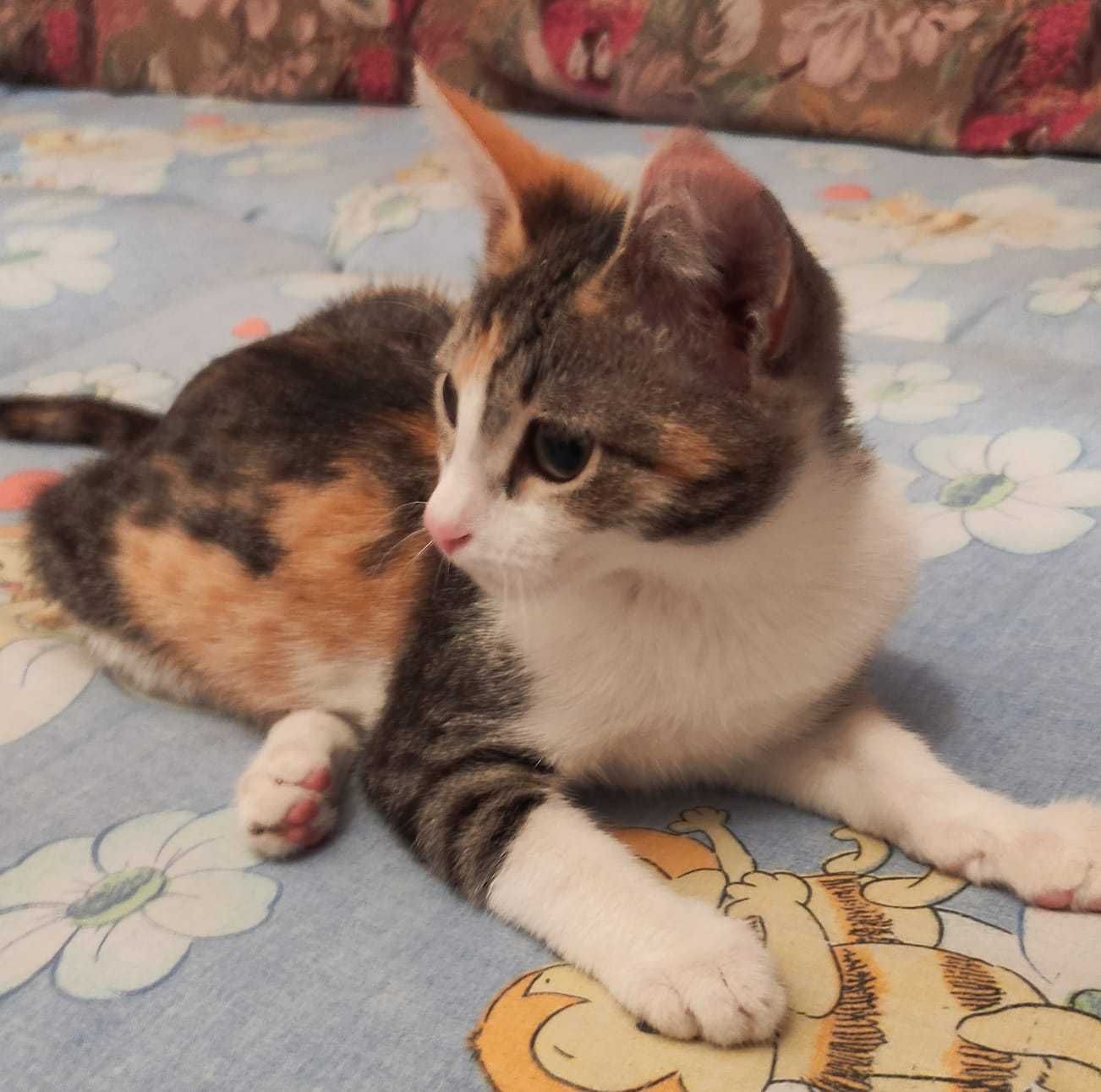 Милые котята в добрые ручки.
