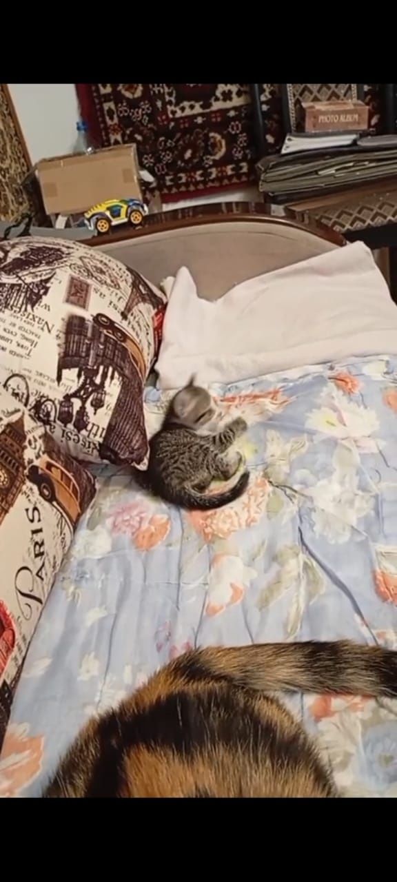 Отдам котят 2 месяца