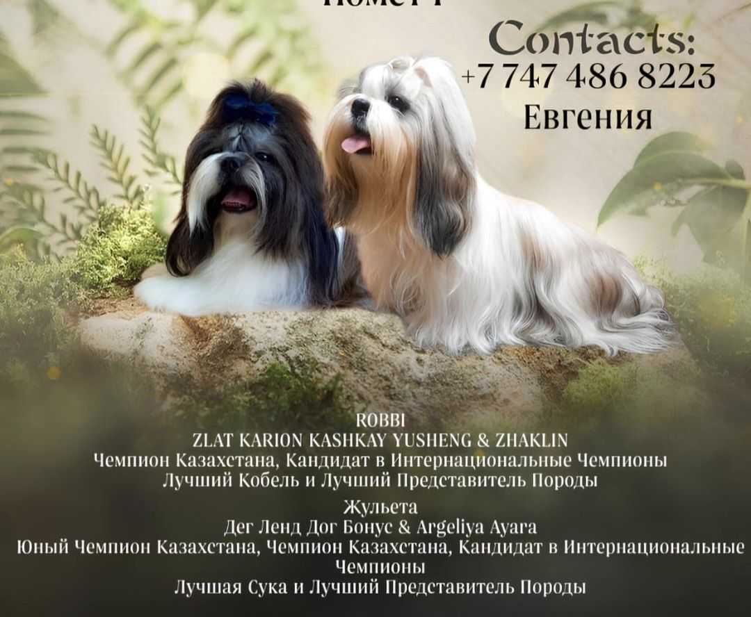 Ши-тцу щенки с документами