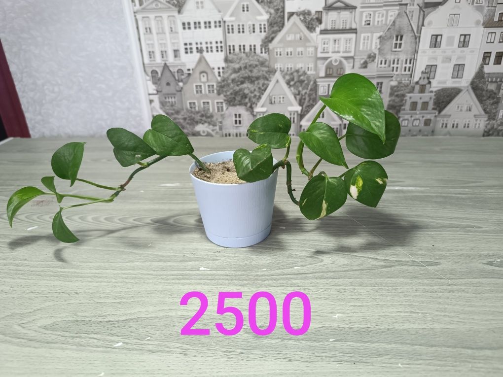 Продам цветы дорого