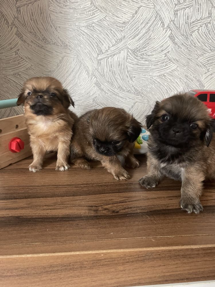 Продам щенков пекинес.мальчики.