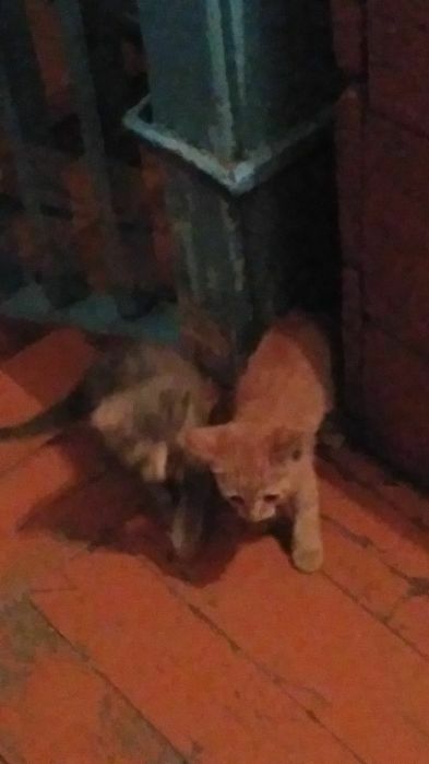 Котята котята котята