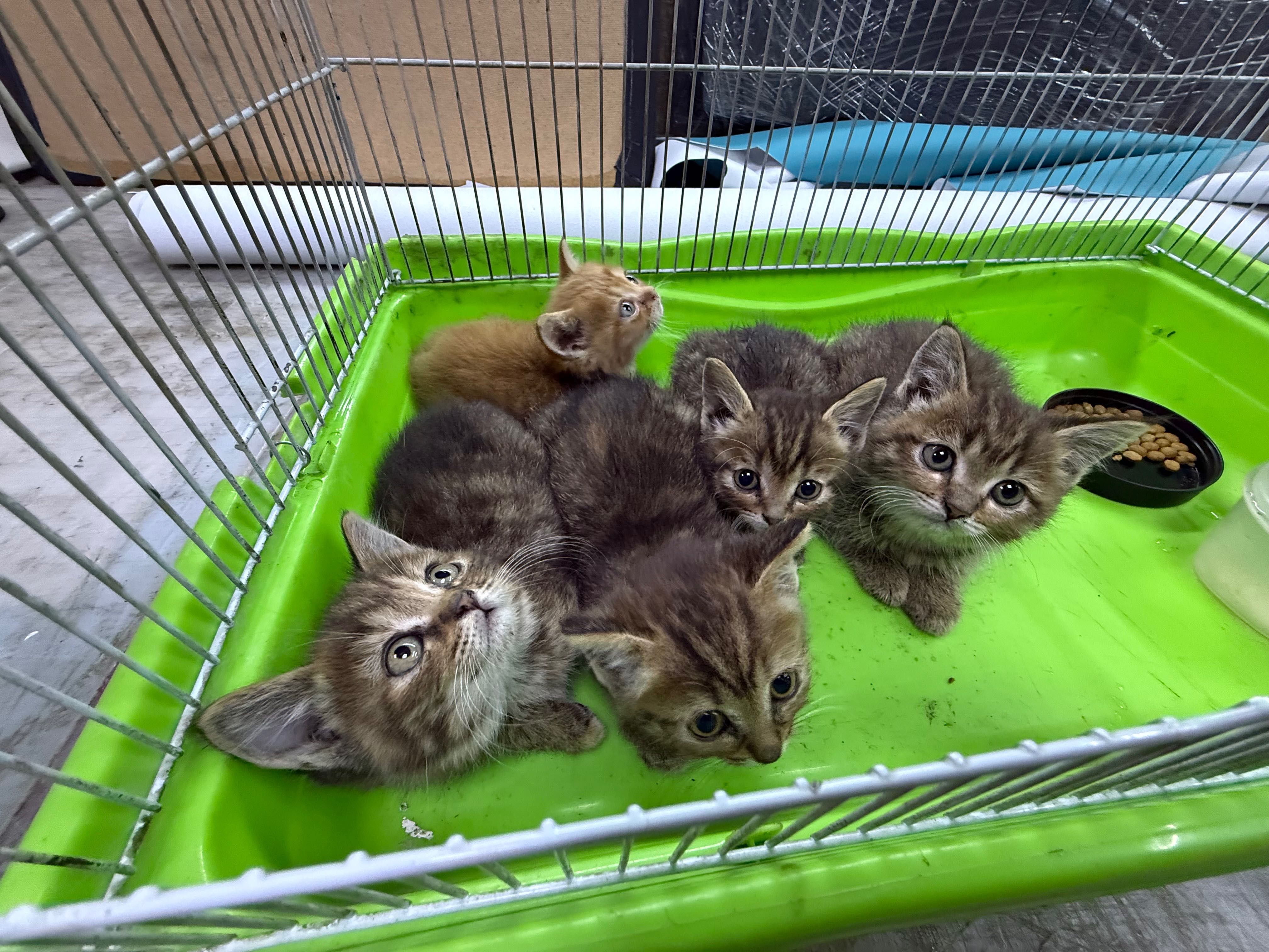 Отдам котят даром