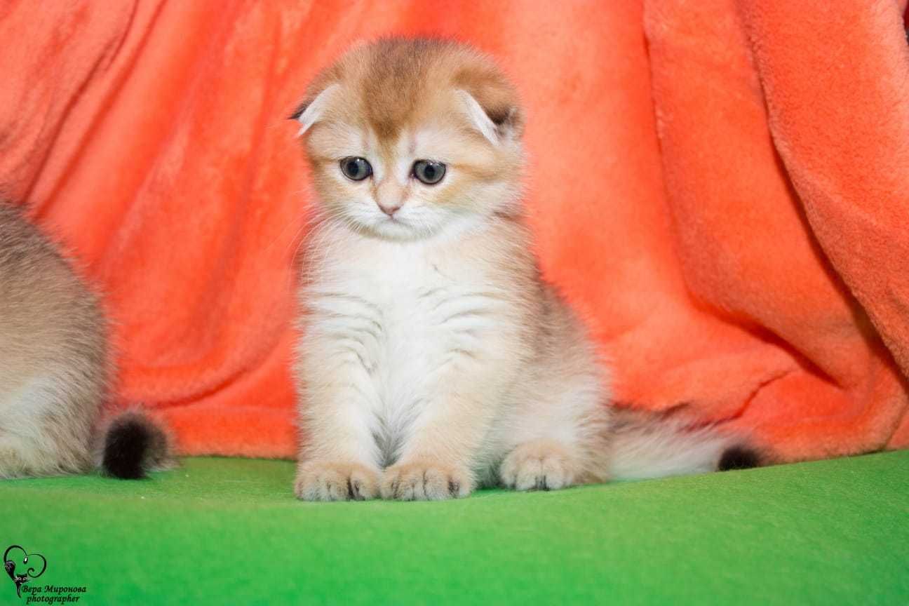 Продаются очаровательные котята