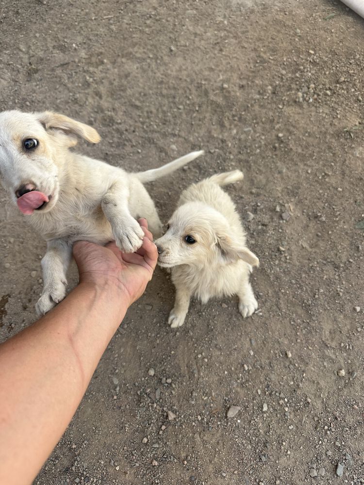 Отдам в хорошие руки