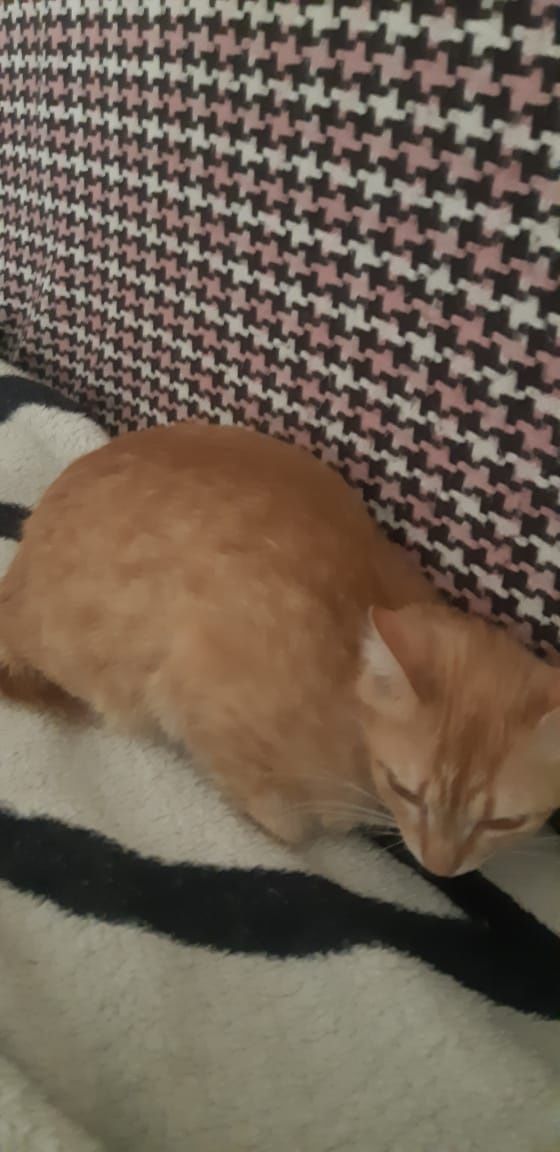 Молодой котик, мальчик