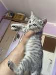 отдам даром котят