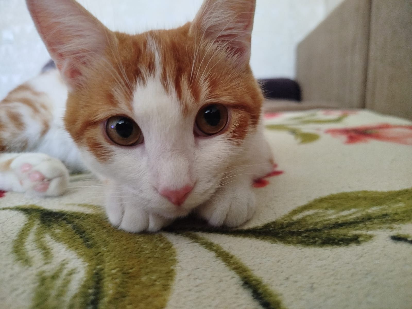 Отдам в добрые руки кота