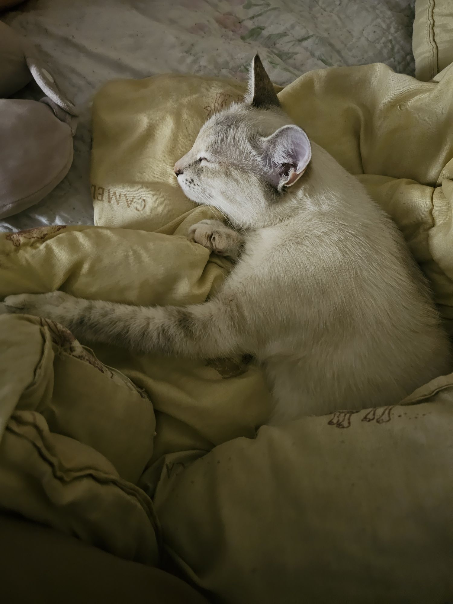 Передержка по одной кошке.