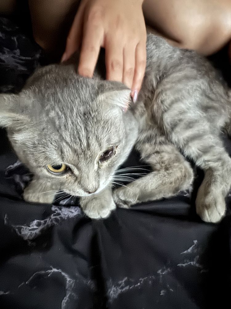 Породистый кошка