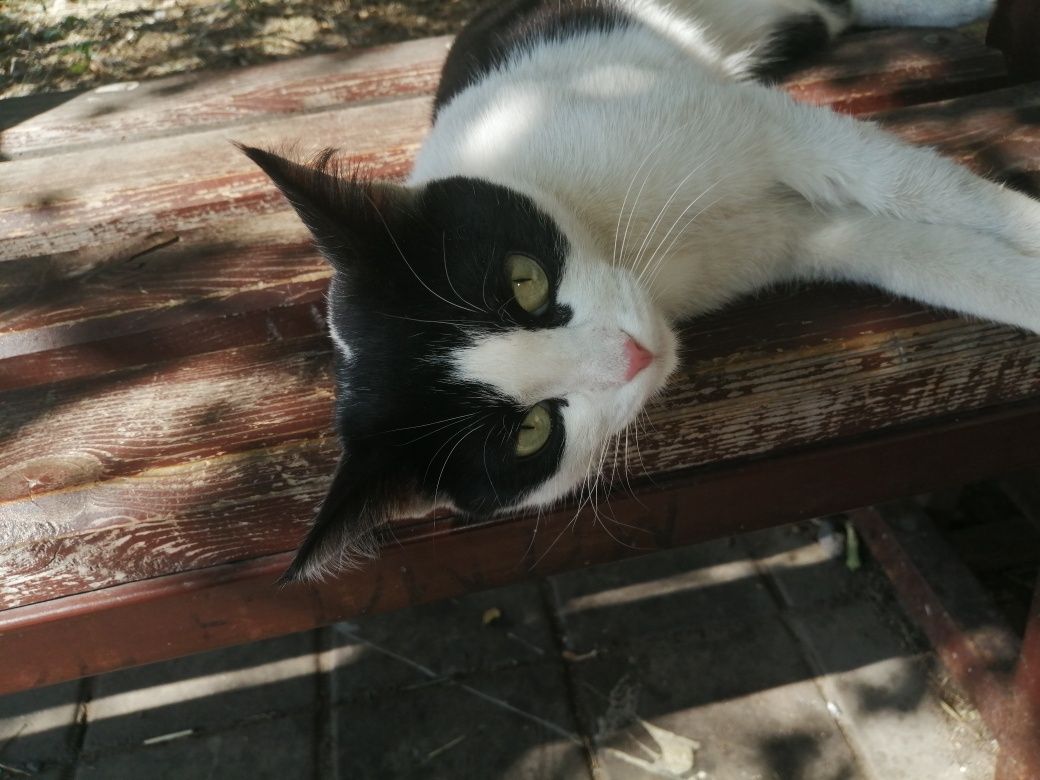 Ласковый котейка