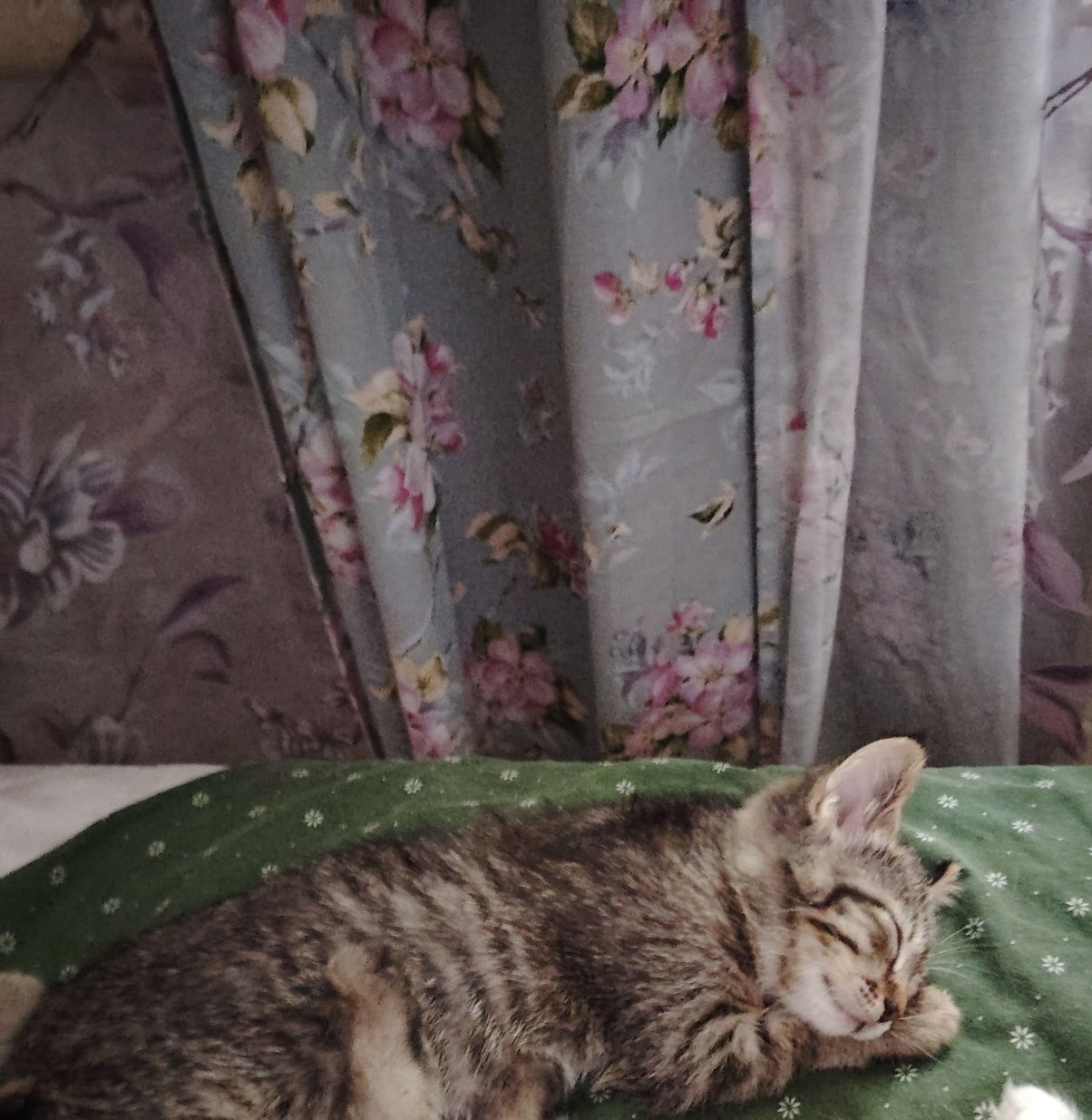 Отдам котят 2 мес