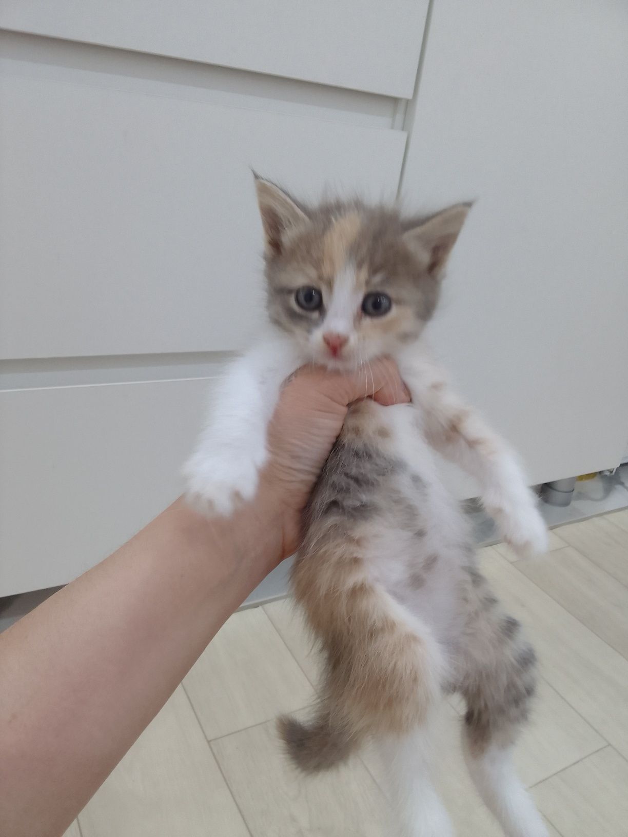 Котенок отдам добрые руки