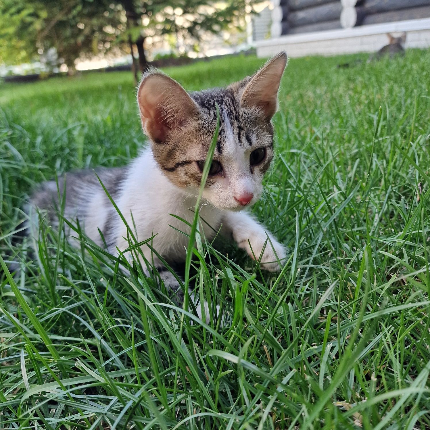 Дарю котят в добрые руки