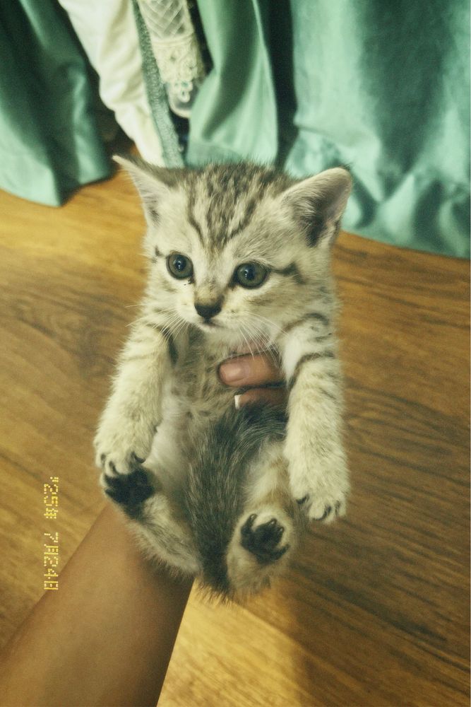 Продам в добрые руки милых котят