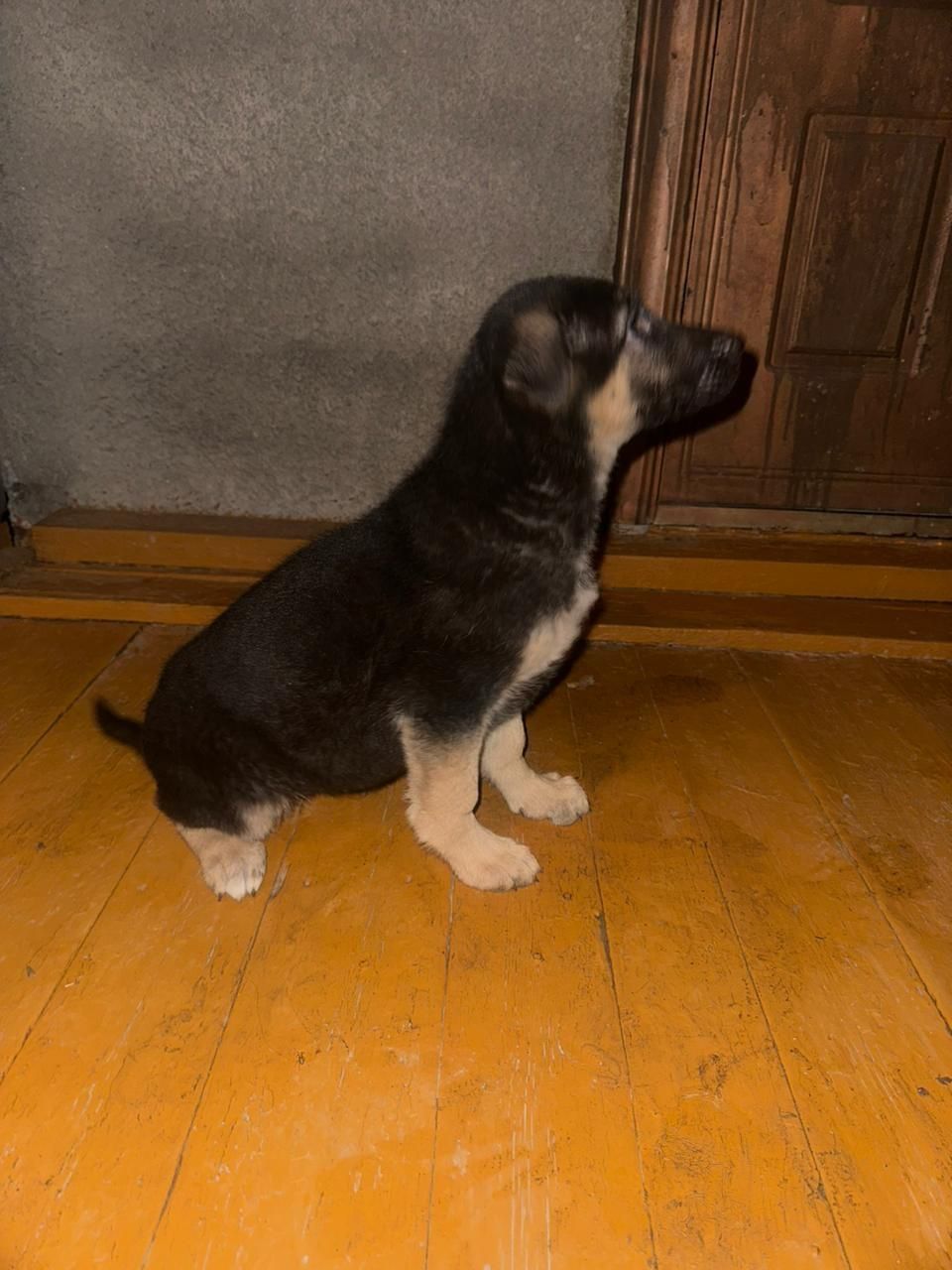 Щенок восточный немецкий овчарок