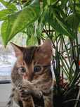 Продам бенгальский котик
