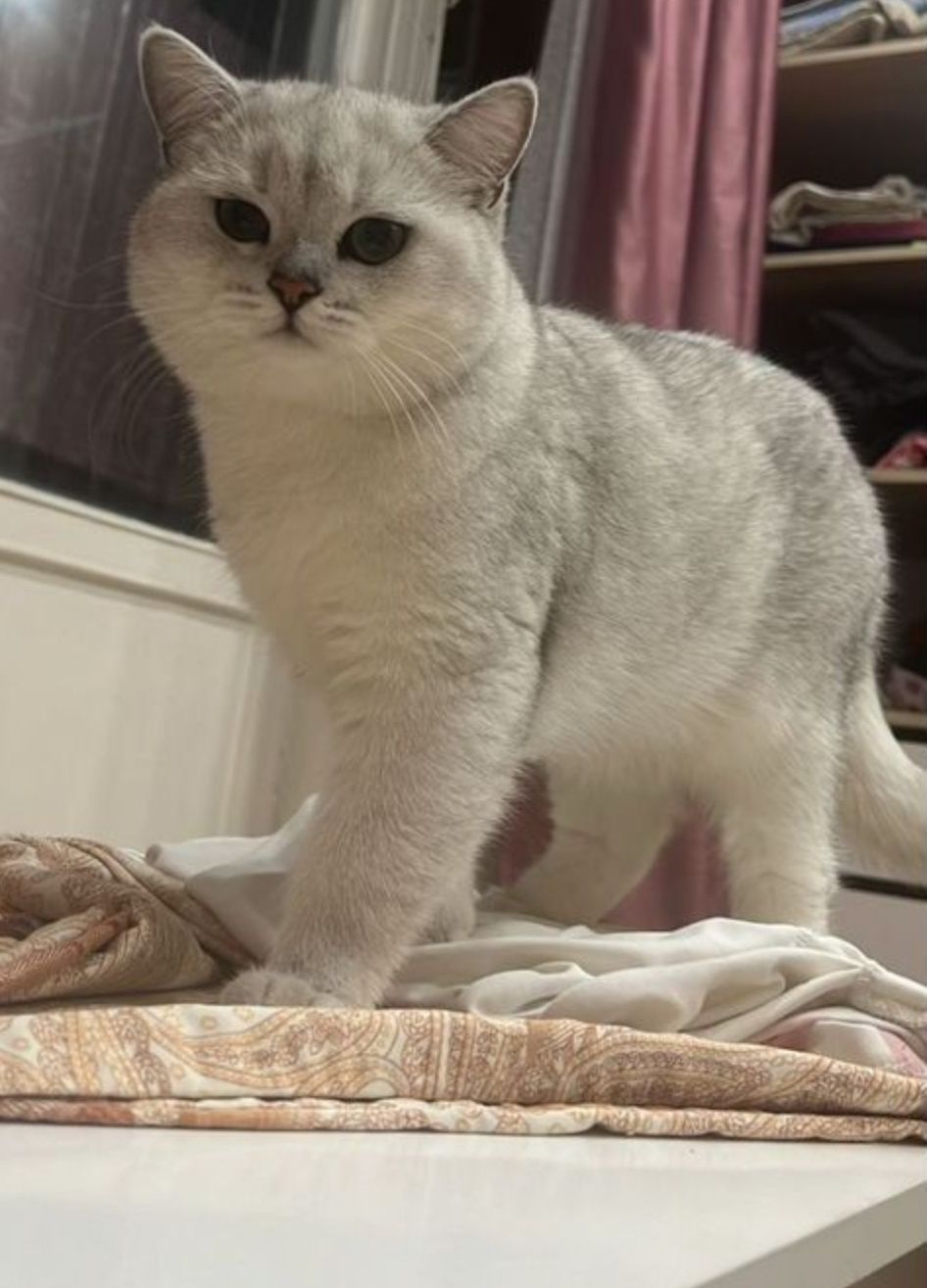 Вязка кота шиншилы опытный британец