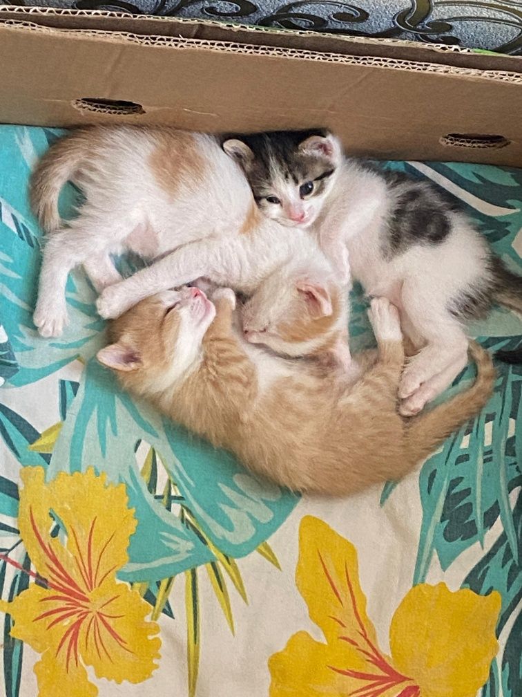 Котёнки дам дарм