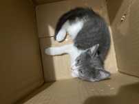 Котенок с гарантией