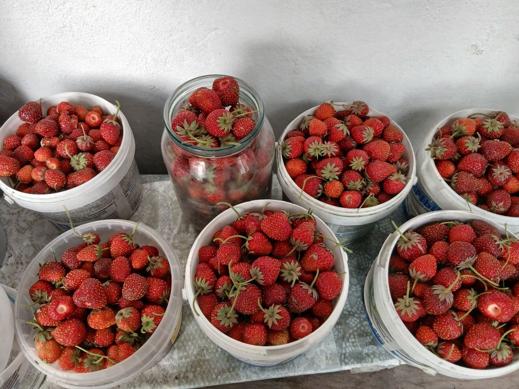 Дачная домашняя клубника
