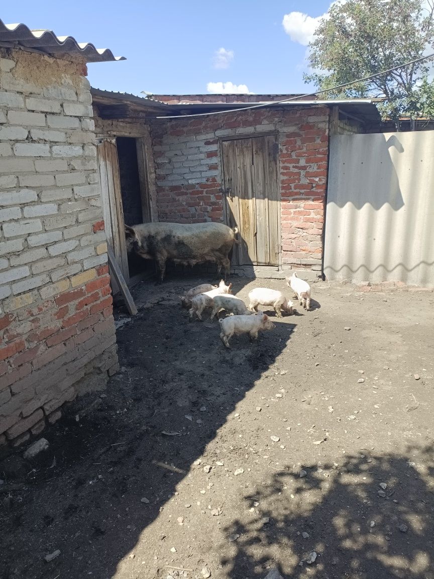 Месячные поросята