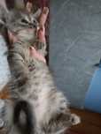 Отдам котят в хорошие руки