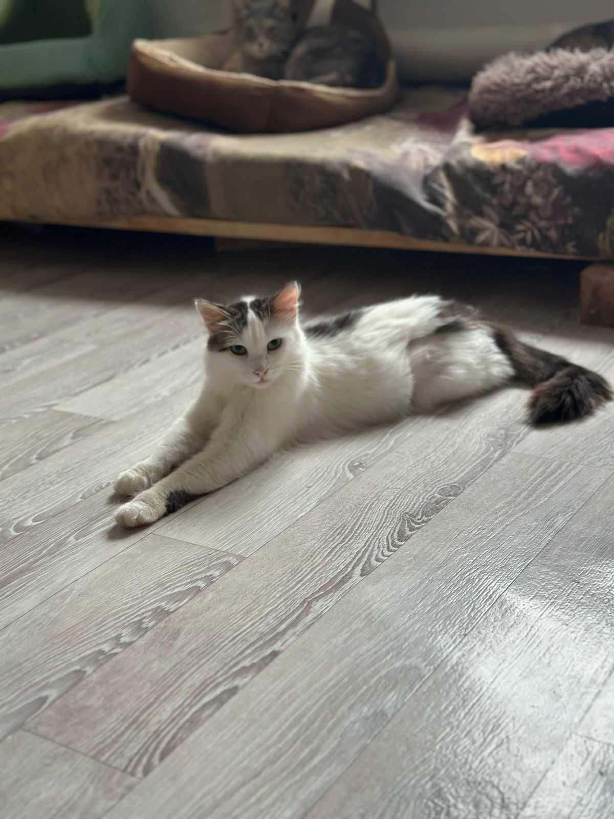 Кошечки и котик в добрые руки
