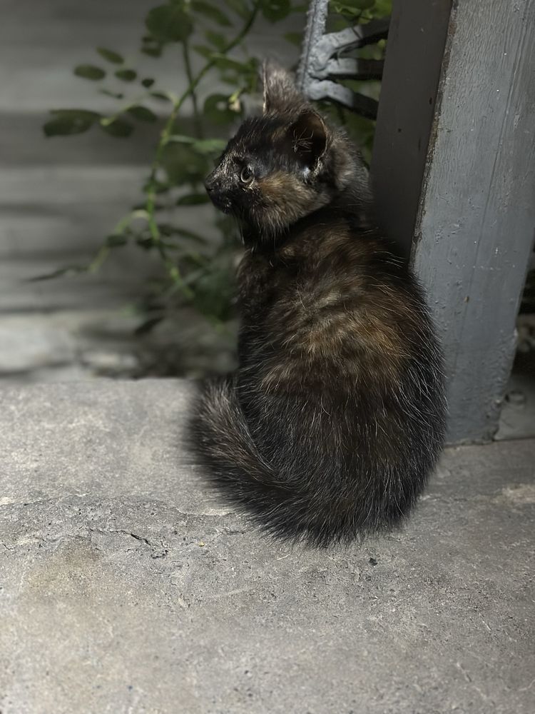 Котенок (девочка)