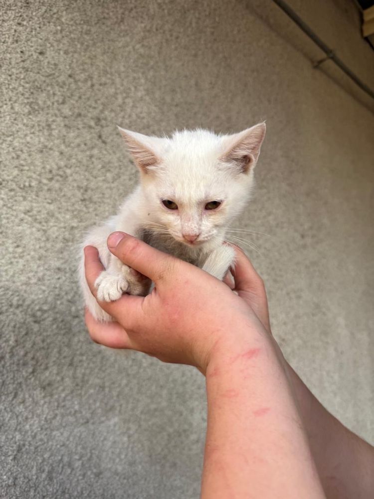 Отдаю котят в хороших руки