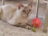 Вязка ,кошка шодландская