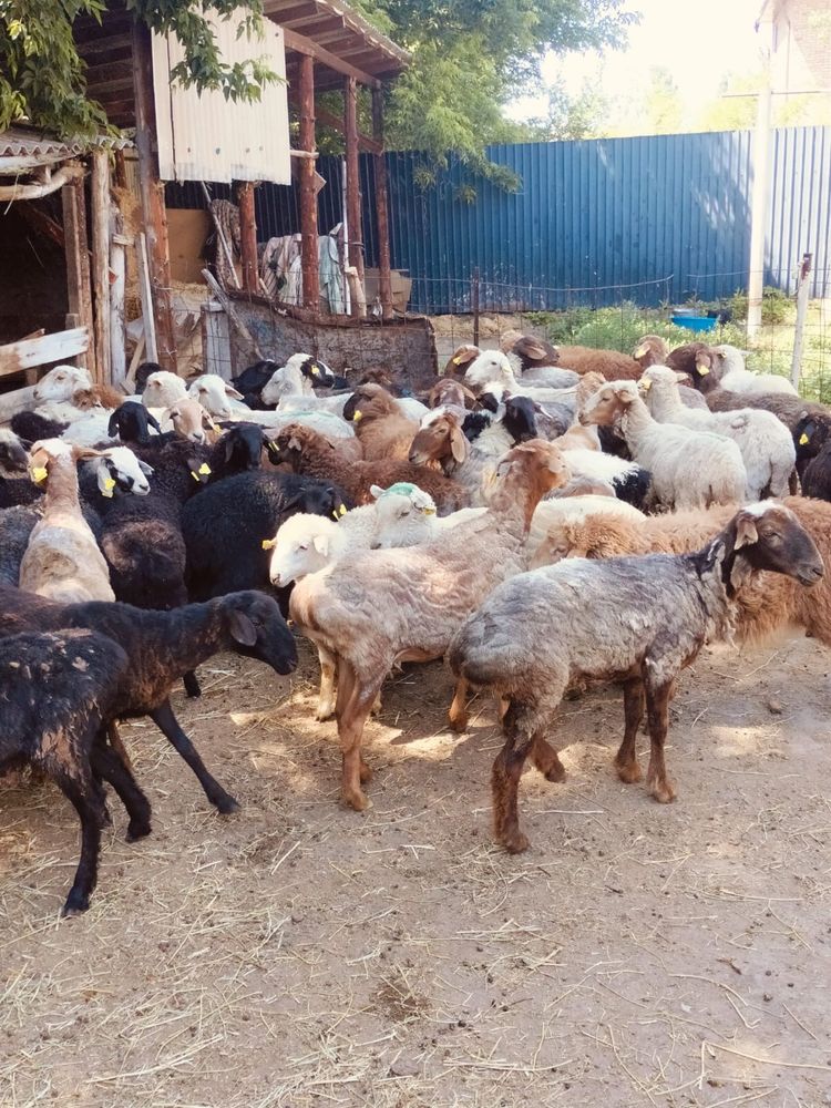 продам жирных баранов