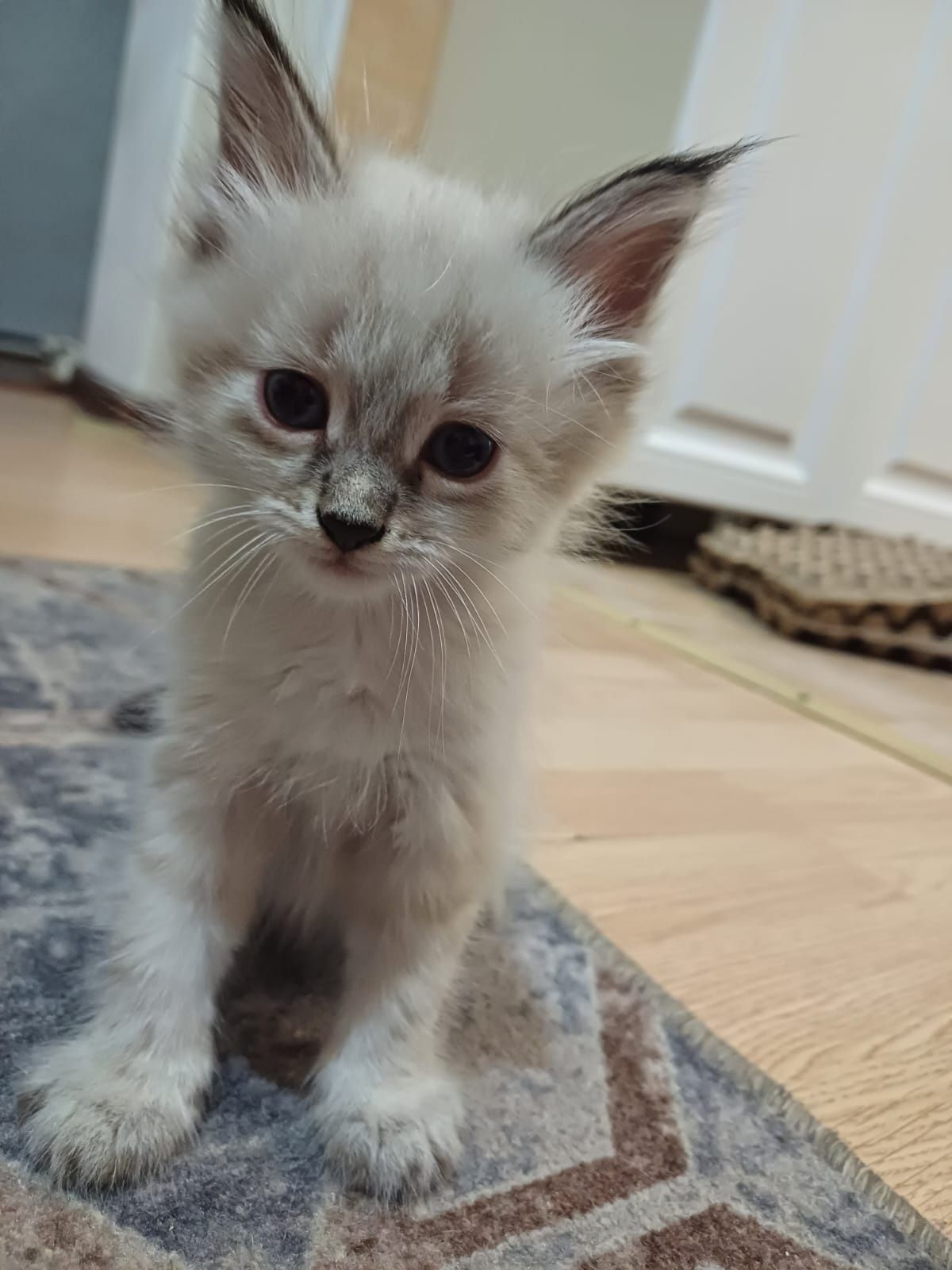 Отдам котят в добрые руки