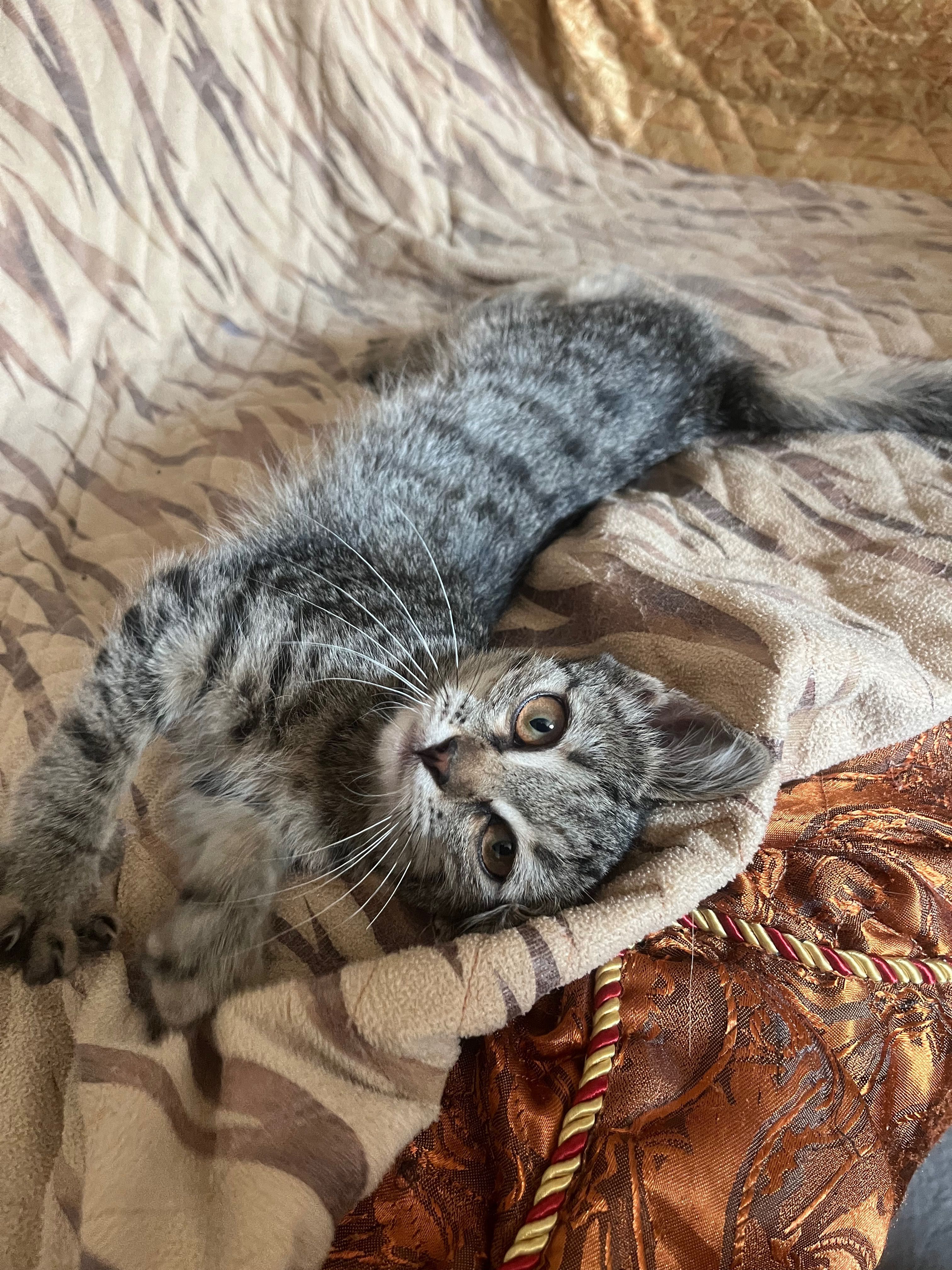 Котенок девочка в добрые руки