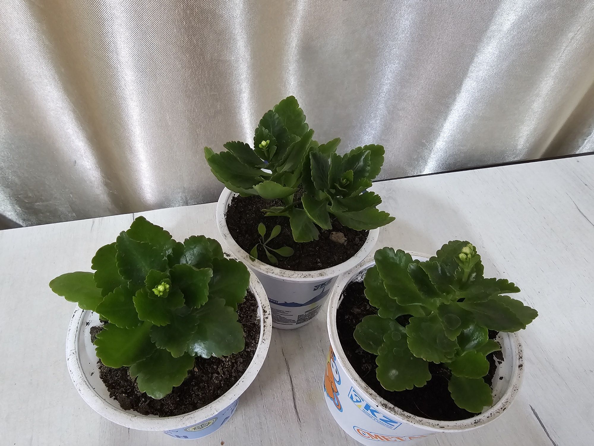 Продам золотой ус,каланхоэ красный