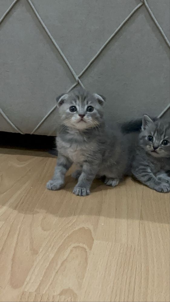 Британские котята