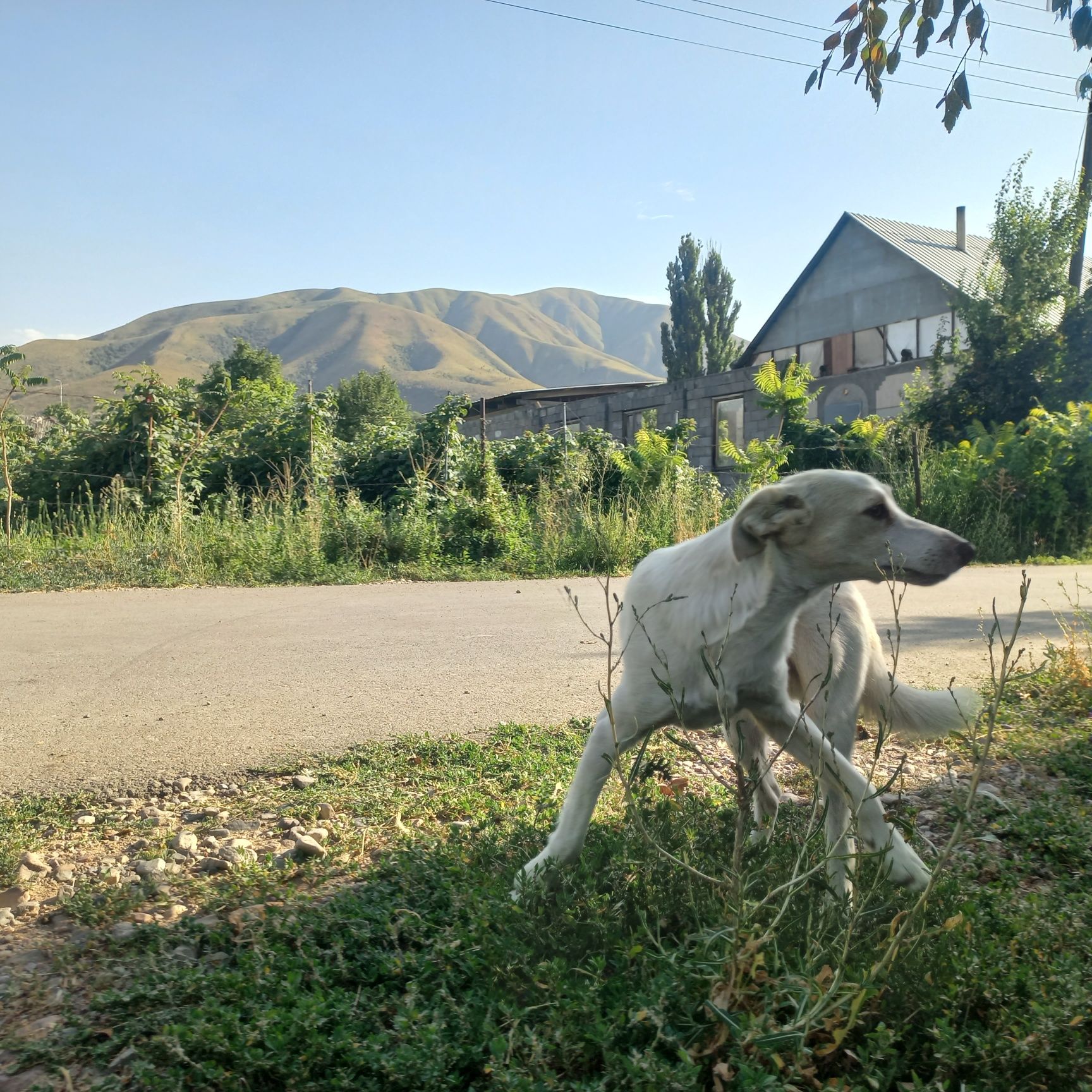 Отдам щенка в добрые руки