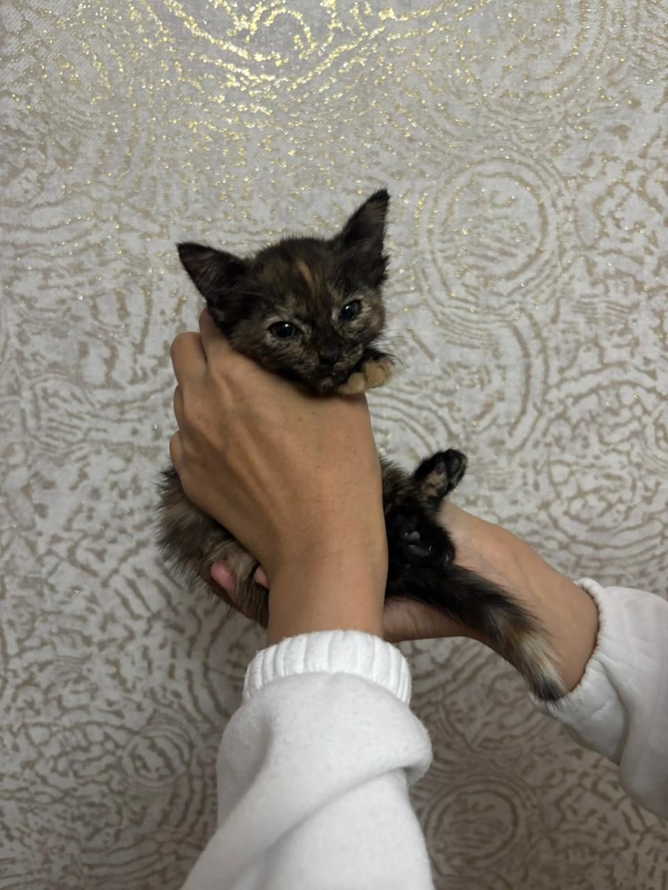 Отдам котёнка в хорошие руки