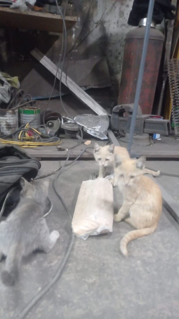 Подарим милых котят