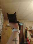 В хорошие руки котят