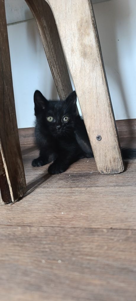Котята. 2 месячные