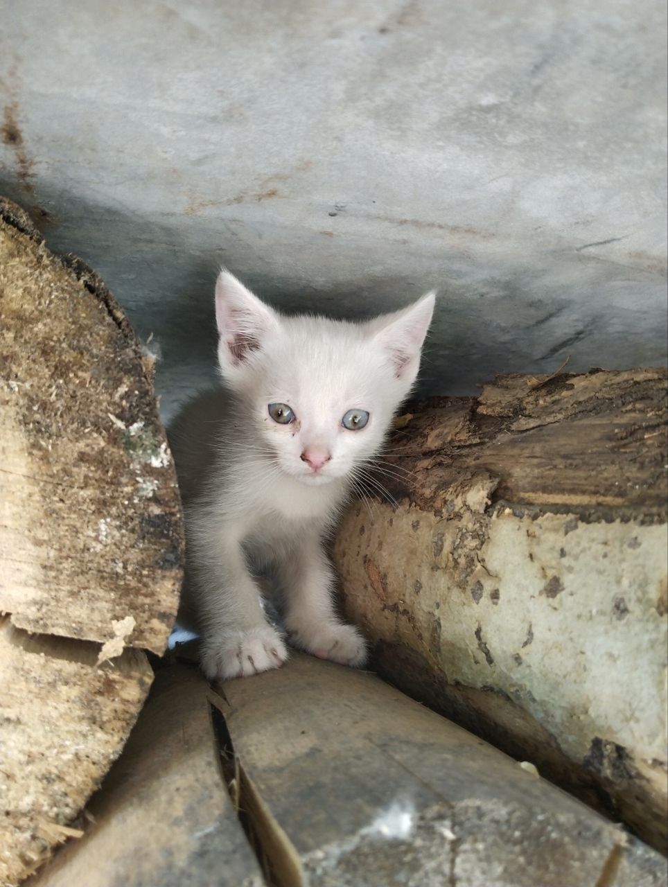 бесплатные котята в добрые руки
