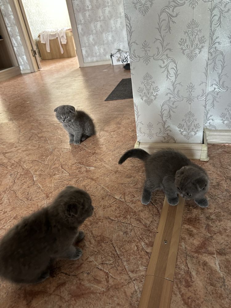 шотланские вислоухие котята