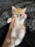 Отдам котят 1,5 месяцев