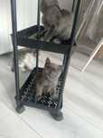 Котята, серый, бело-серый, черный