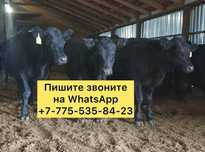 Продам телята бычки тёлки разный возраст